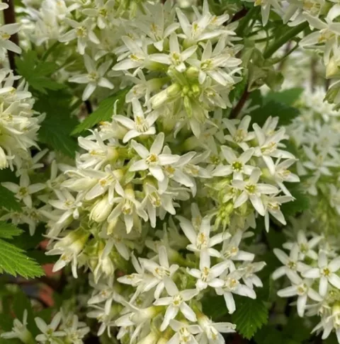 Ribes sang. 'Oregon Snowflake'