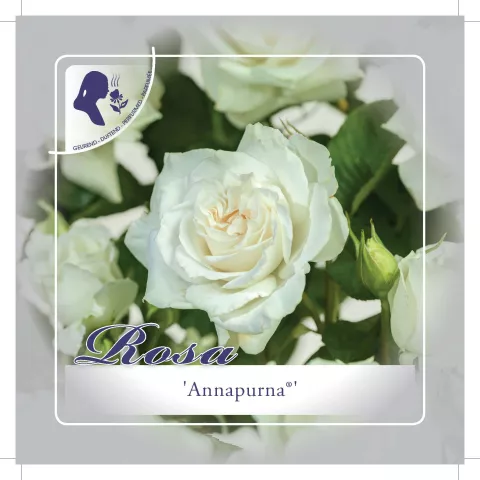 'Annapurna'® Trosroos Grootbloemig