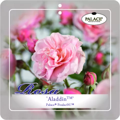 'Aladdin Palace'® Trosroos