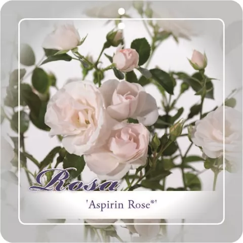 'Aspirin'® Trosroos