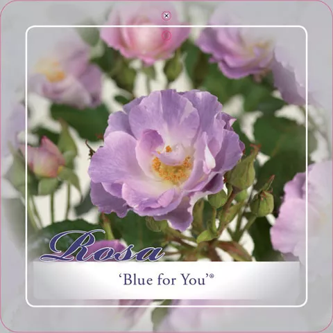 'Blue for You' Trosroos