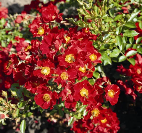 'Bijenweelde'® rood