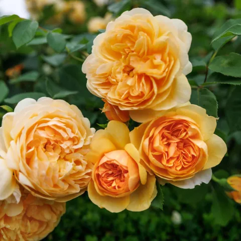 'Bring Me Sunshine'® Engelse trosroos