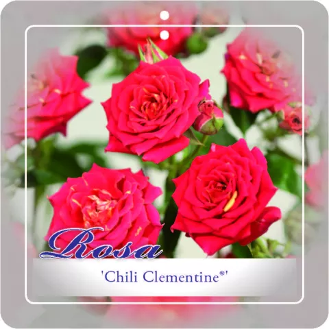 'Chili Clementine'® Trosroos