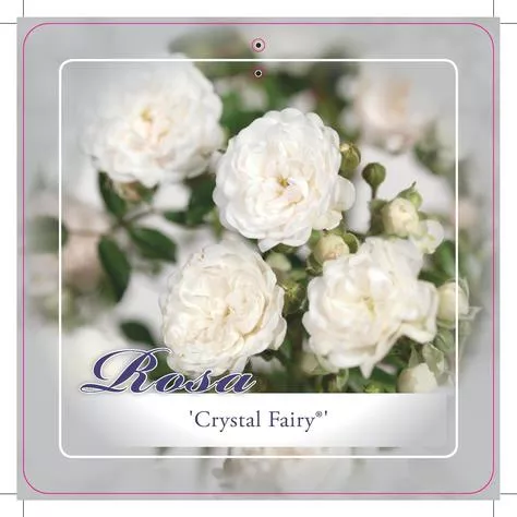 'Crystal Fairy'® Miniatuurroos