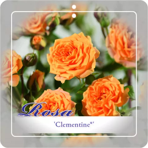 'Clementine'® Trosroos
