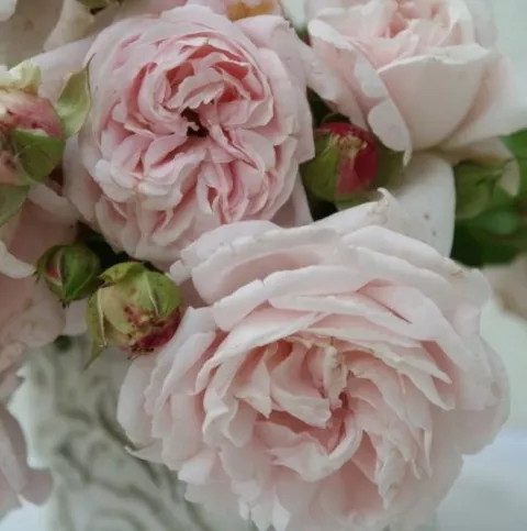 'Constanze Mozart'® Rozelaar