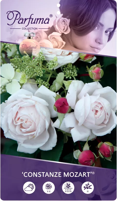 'Constanze Mozart'® Rozelaar