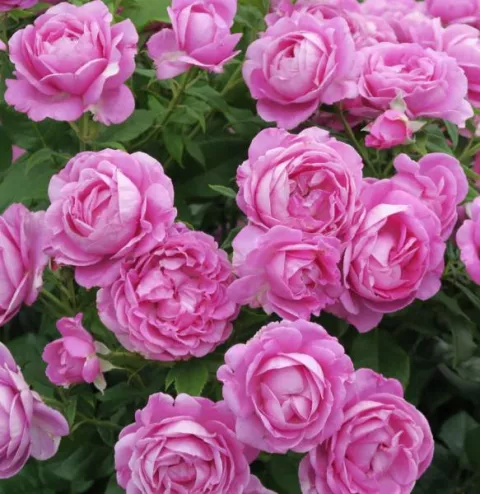 'Carmen Würth' Rozelaar PARFUMA