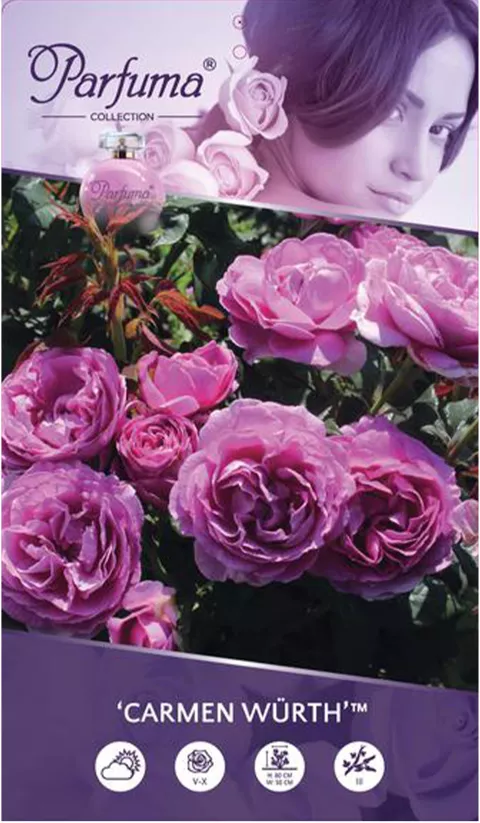 'Carmen Würth' Rozelaar PARFUMA