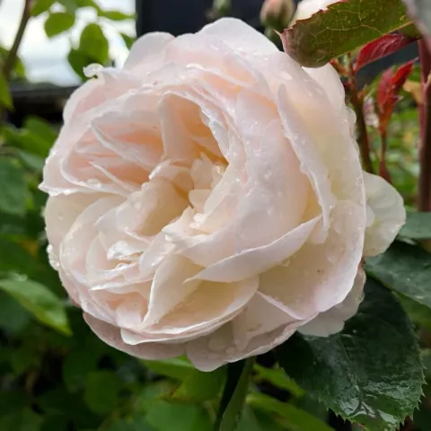 'Desdemona'(TM) Engelse roos Grootbloemig