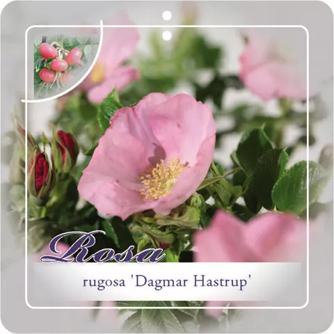 'Dagmar Hastrup' Bottelroos