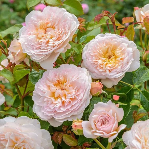 'Emily Bronte'® Engelse Roos