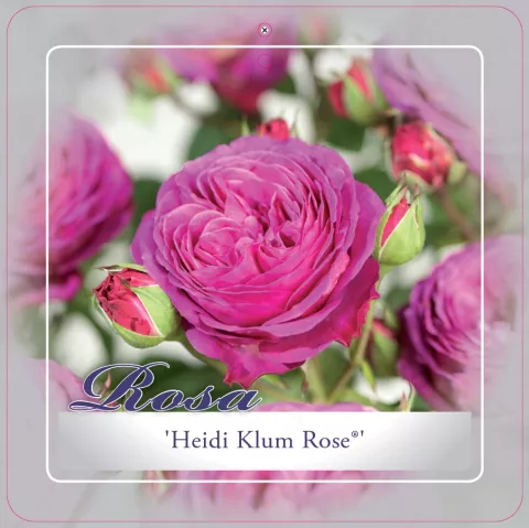 'Heidi Klum'® Trosroos