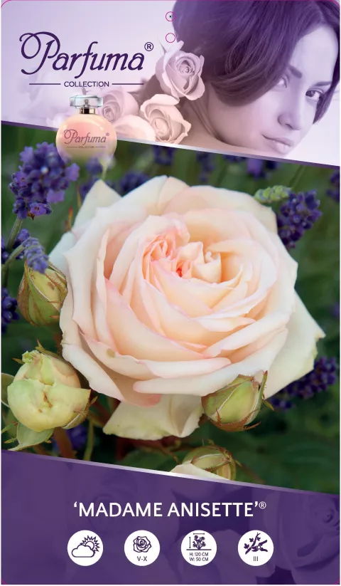 'Madame Anisette'® Rozelaar PARFUMA