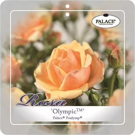 'Olympic Palace'® Trosroos