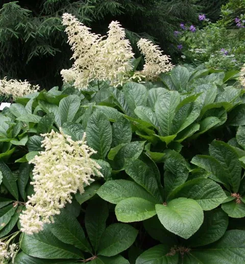 Rodgersia pinnata