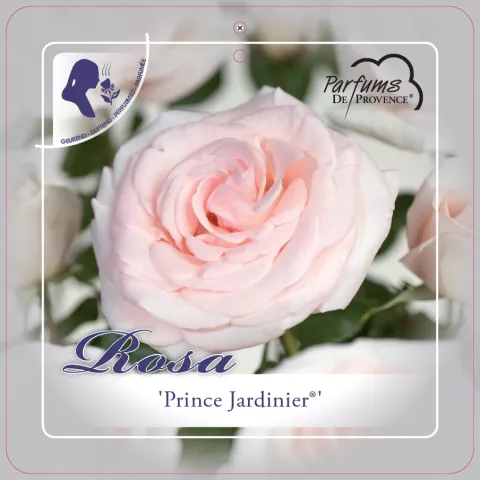'Prince Jardinier'® Rozelaar Grootbloemig
