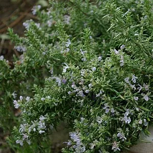 ROZEMARIJN KRUIPEND Rosmarinus prostratus