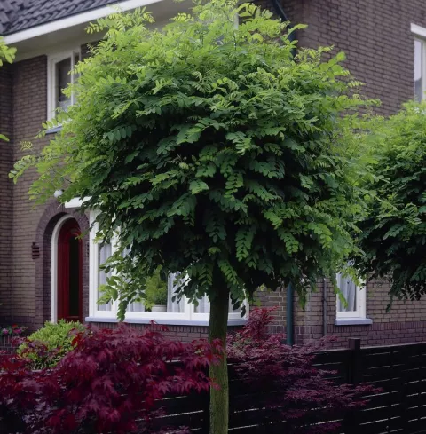 Robinia pseud. 'Umbraculifera'