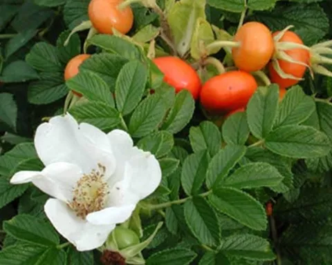 Rosa rugosa 'Alba'