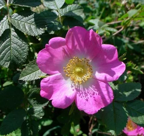 Rosa rubiginosa