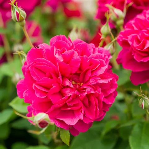 'Thomas à Becket'® Engelse roos Grootbloemig