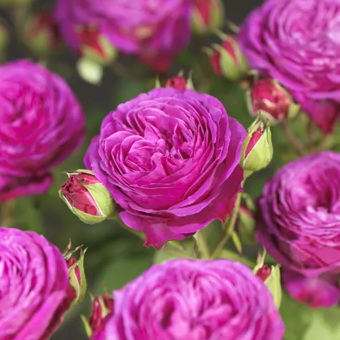'Witchcraft'® Trosroos