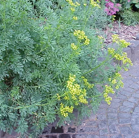 WIJNRUIT Ruta graveolens