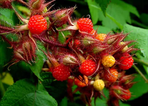 Rubus phoenicolasius JAPANSE WIJNBES