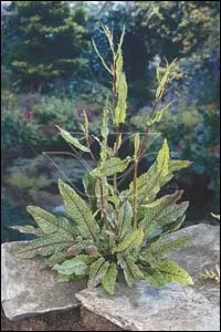 Rumex sauvignea
