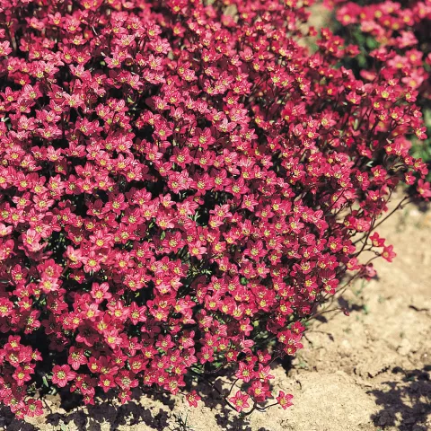 Saxifraga arendsii 'Purpurteppich'