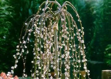 Salix caprea 'Kilmarnock'