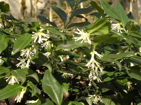 Sarcococca confusa