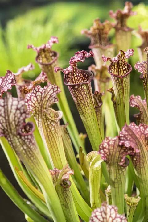 Sarracenia Farnhamii