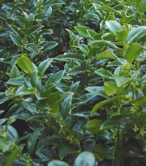 Sarcococca hookeriana