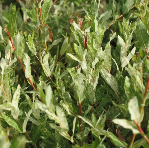 Salix integra 'Hakuro Nishiki'