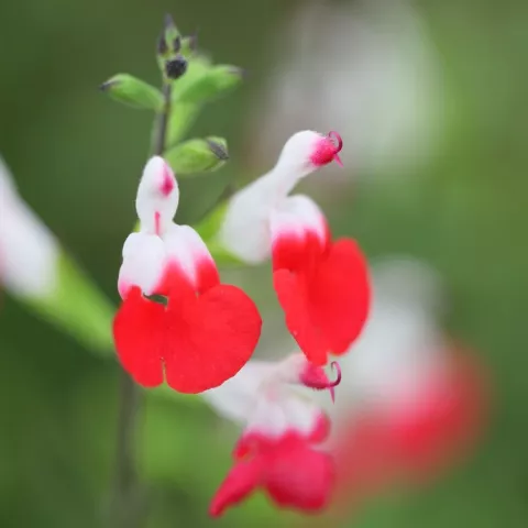 Salvia micr. 'Hot Lips'