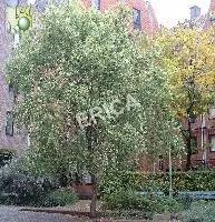 Salix matsudana 'Tortuosa'