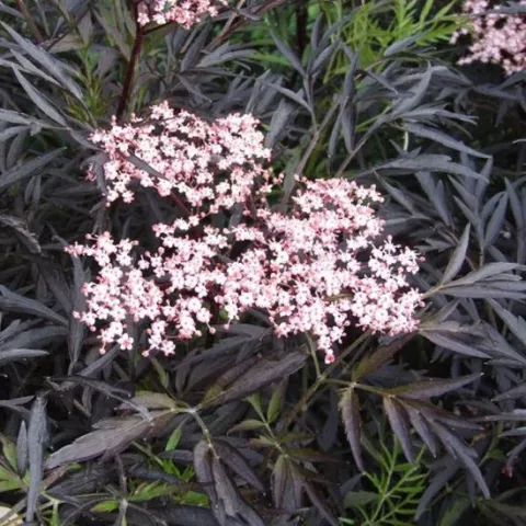 Sambucus nigra 'Black Lace'