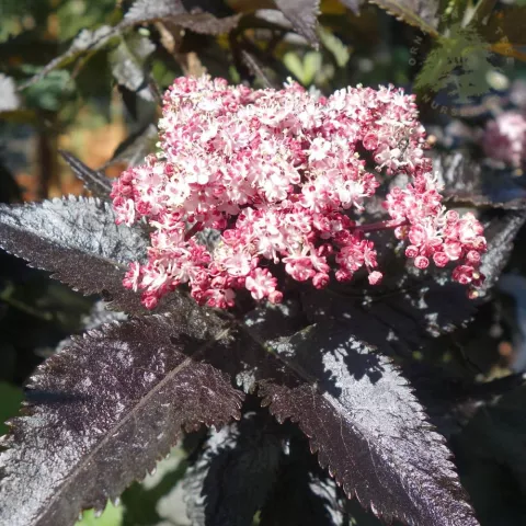 Sambucus nigra 'Black Tower'
