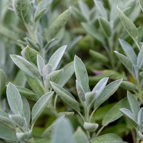 SALIE Salvia officinalis