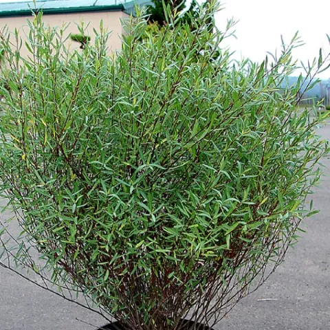 Salix purpurea 'Nana'