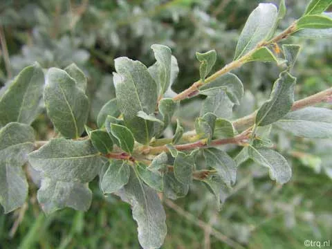 Salix repens nitida
