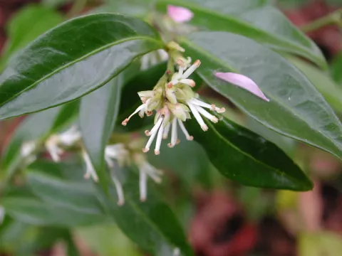 Sarcococca ruscifolia