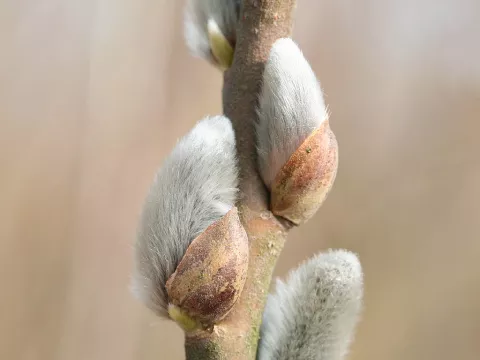 Salix viminalis