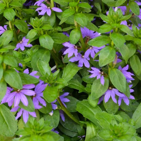 Scaevola