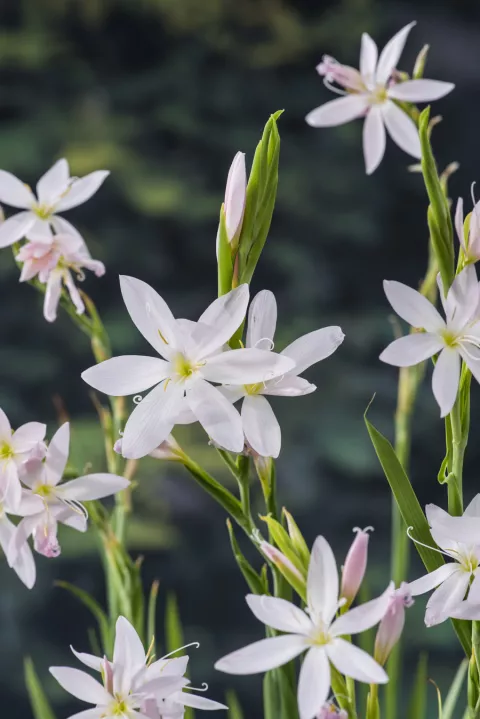 Schizostylis coccinea 'Alba'
