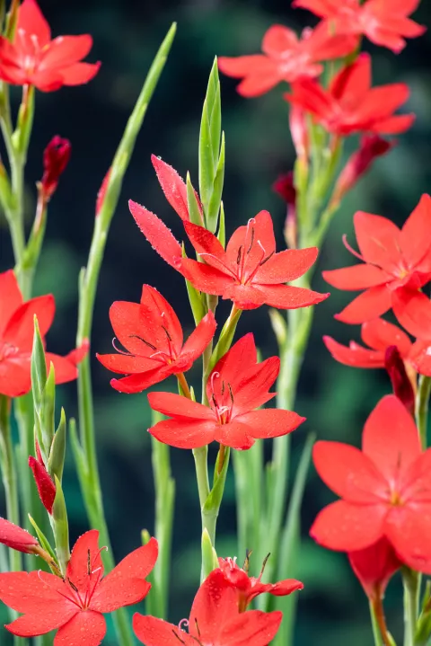Schizostylis coccinea 'Major'