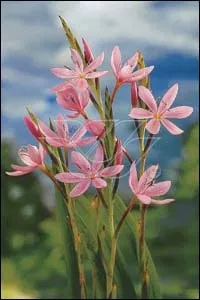Schizostylis coccinea 'Mrs Hegarty'